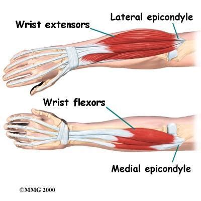 Lateral Epicondyle Of The Humerus