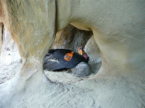 Free picture: california, condor, chick, nest, cave