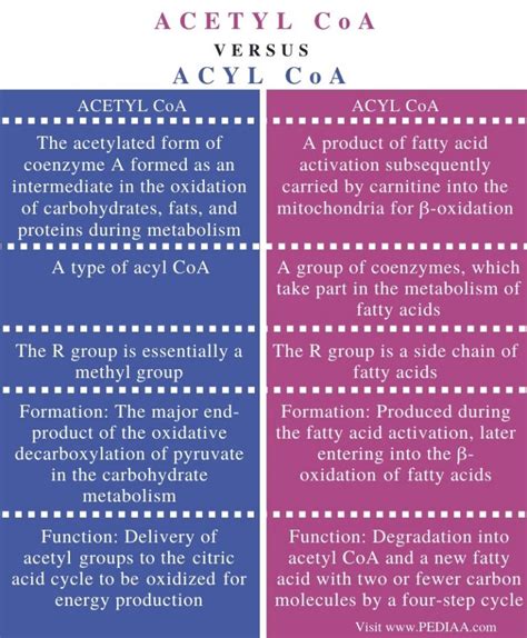 What is the Difference Between Acetyl CoA and Acyl CoA - Pediaa.Com