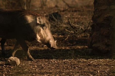 Wild Boar Hunting: Tips and Tricks - Market Business News