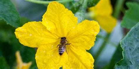 How to Hand Pollinate Cucumber Plants – Local Expert