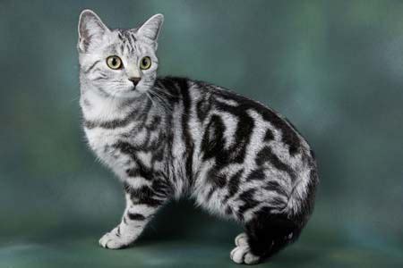 Grey Striped Cat Breed