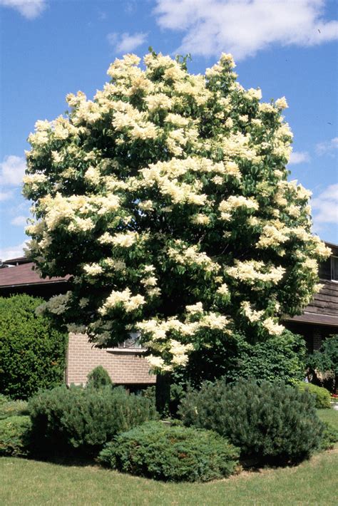 Ivory Silk Lilac Tree Bark - Ivory Silk Japanese Lilac Tree Garden Gate ...