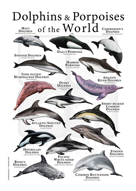 Dolphins & Porpoises of the World Poster - Etsy Canada | Common ...