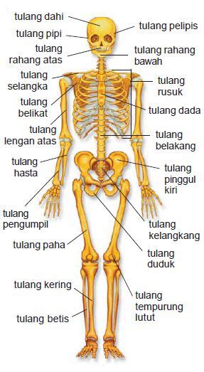 Macam-macam Bentuk Tubuh dan Penjelasannya – Geena and Davis Blog