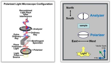 Figure 1 from Polarized light microscopy | Semantic Scholar