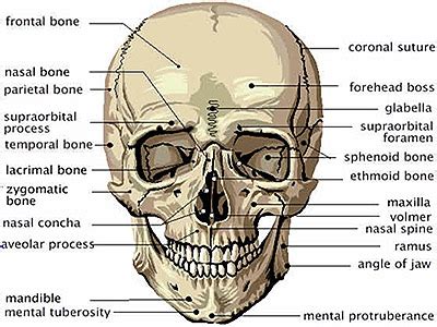 Cranial Adjustment | Chiropractor Maple Ridge | Paterson Chiropractic ...