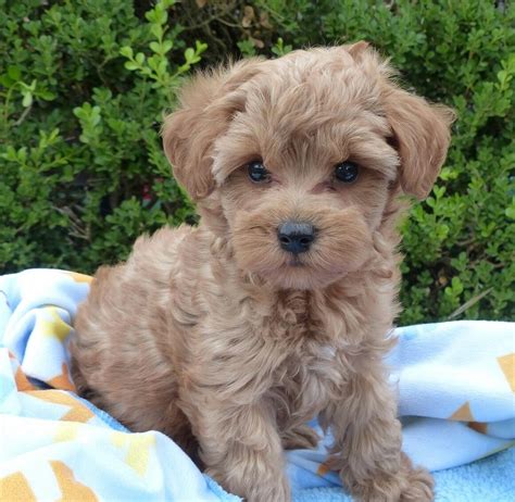 Schnoodle named Link | Schnoodle puppy, Schnoodle, Cutest puppy ever