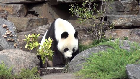 Adelaide Zoo - Pandas 1/2 - 250413 - YouTube