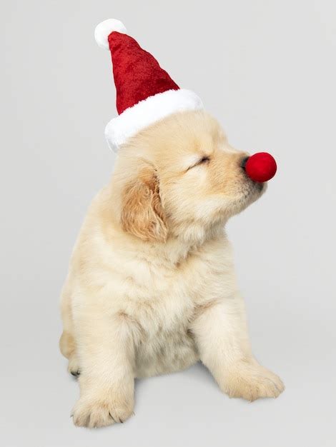 Free PSD | Portrait of a cute golden retriever puppy wearing a santa hat