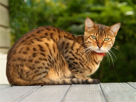 The Bengal-one of the most popular cat breeds with a wild history – Pet ...