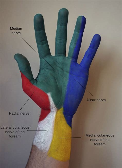 Ulnar Nerve Innervation Hand