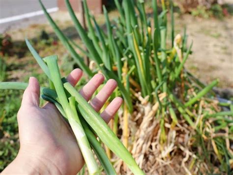 When to Harvest Green Onions - Garden Tips 2024 - Northern Nester