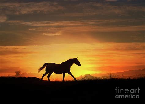 Horse Running in Southwestern Sunset Photograph by Stephanie Laird - Pixels