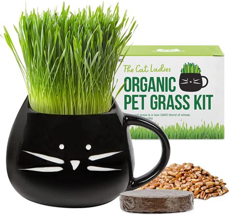 Cat Grass Growing Kit with Organic Seed, Organic Soil and Cat Planter ...