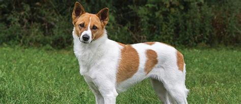 Dog Breeds: The Canaan Dog Temperament And Personality Dogalize ...