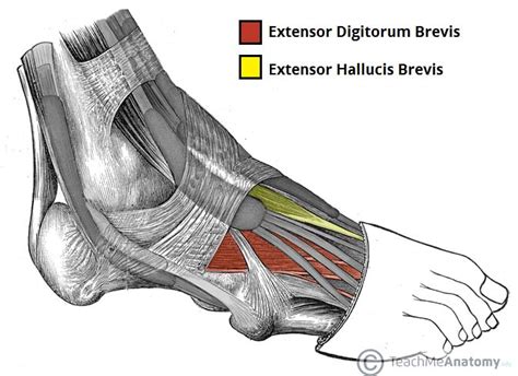 Muscles of the Foot - Dorsal - Plantar - TeachMeAnatomy