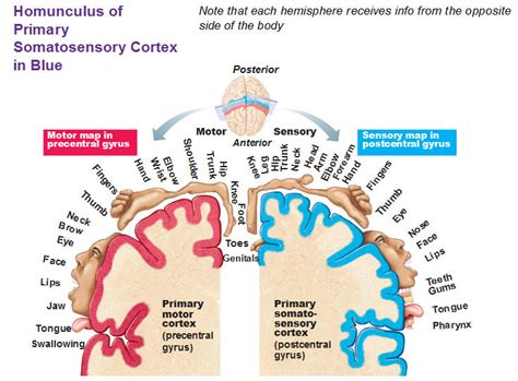 Homunculus and pathway Diagram | Quizlet