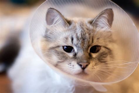 What To Know About Your Cat's Surgery Pre and Post-Op Care