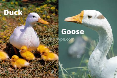 Goose vs Duck - Differences and Similarities - Animal Hype