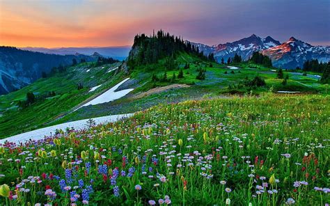 Mountain Flowers in the Spring HD wallpaper | Pxfuel