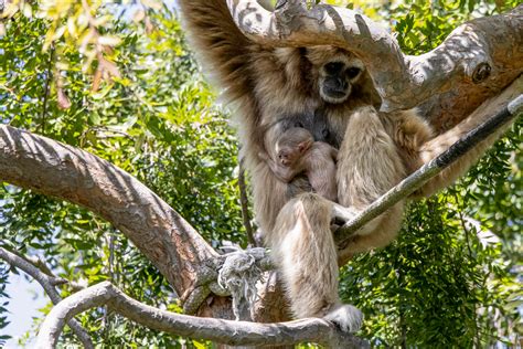 Rare baby ape was born in Oakland Zoo after parents bonded ‘for life'