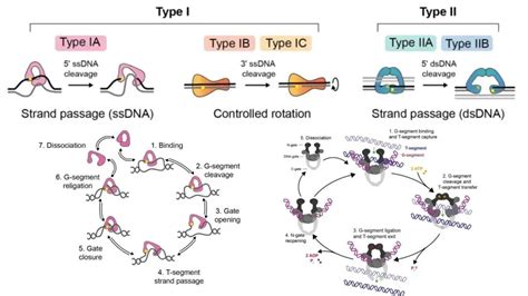 Topoisomerase - Definition, Structure, Types, Functions, Mechanism ...