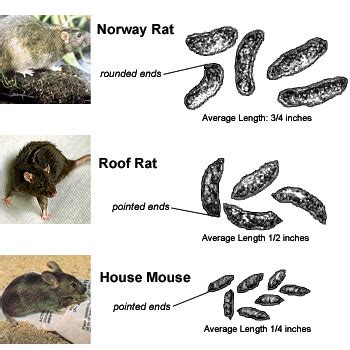 Norway Rat vs Roof Rat – Jreed & His Mongrol Hoard