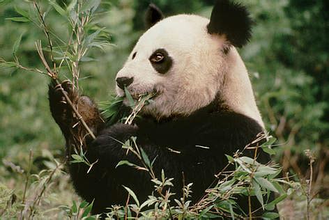 What do pandas eat? | WWF