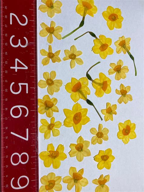 25 Pressed Miniature Daffodils - Etsy