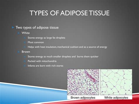 Types Of Adipose Tissue