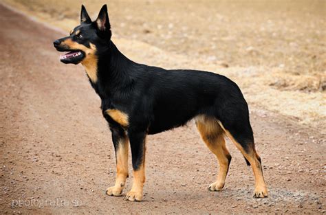 Australian Kelpie Dog Breed Information and Pictures - PetGuide