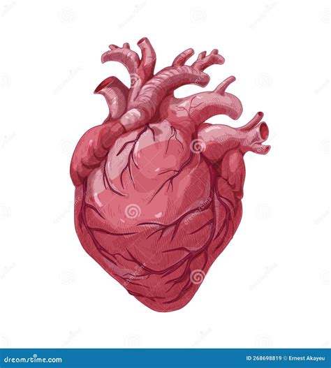 Realistic Heart, Real Internal Organ. Anatomical Realism Stock Vector ...