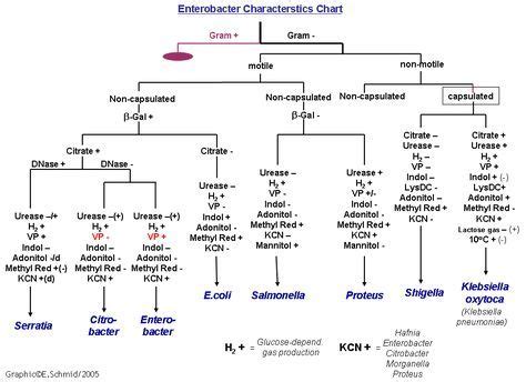 gram negative identification flow chart | they are all gram negative ...