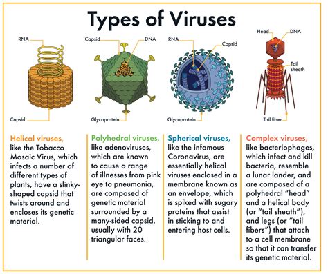 Viruses – Structure and Classification Study Guide - Inspirit