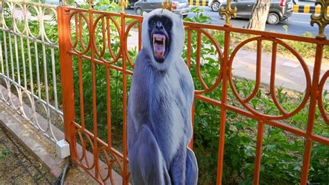 G20 Summit: Langur cut-outs deployed along G20 routes to deter monkeys ...