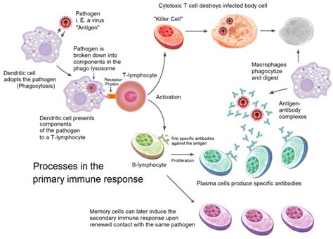 Annotated Diagram Of The Immune System Immune System Diagram