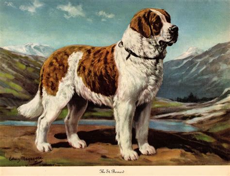 1942 Antique SAINT BERNARD Dog Print Vintage Edwin Megargee St - Etsy ...