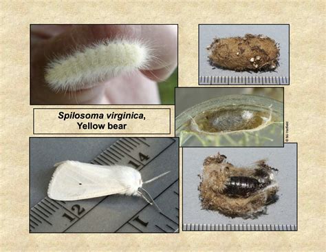 Species Spilosoma virginica - Virginian Tiger Moth - Hodges#8137 ...