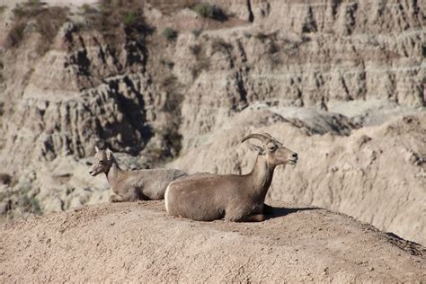 Visiting Badlands National Park Travel Guide - MY Travel BF