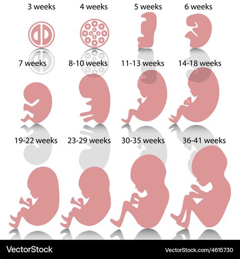 Stages Of Pregnancy Diagram