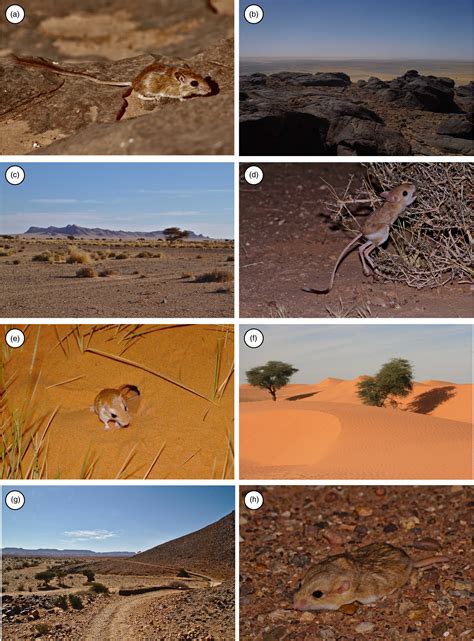 Camouflage accuracy in Sahara–Sahel desert rodents - Nokelainen - 2020 ...