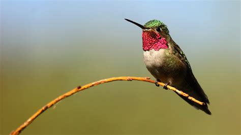 Species Spotlight: Ruby-Throated Hummingbird