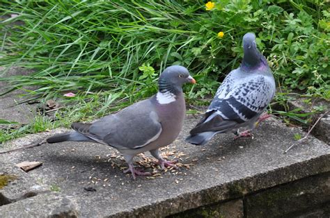 rambles with a camera: A lovely encounter with............. a Homing Pigeon