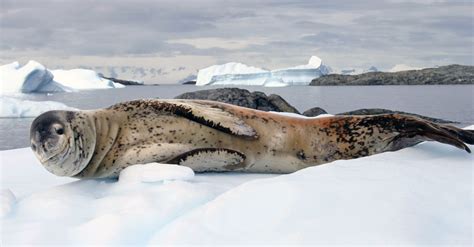 Leopard Seal Vs Killer Whale