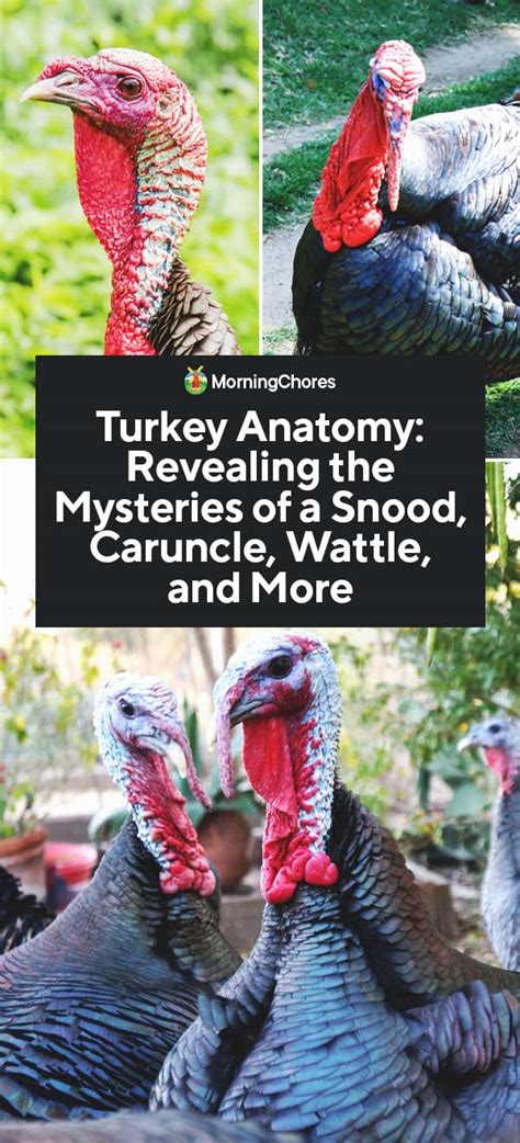 Turkey Anatomy: Revealing the Mysteries of Snood, Caruncle, Wattle, and ...