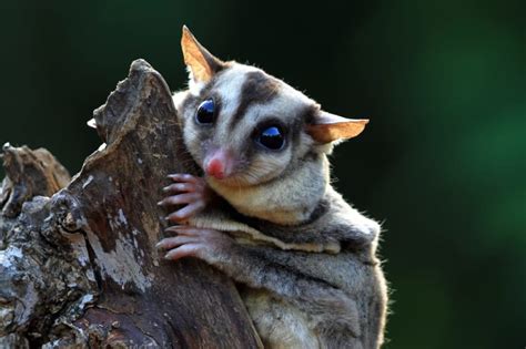 8 Unusual Animals of Australia and Places to See Them | Zicasso