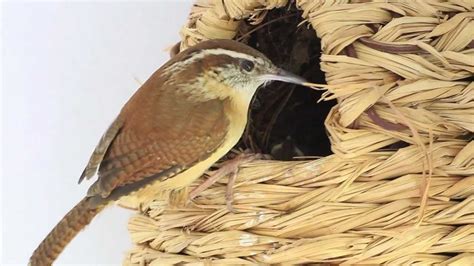 Carolina Wren Nest - YouTube