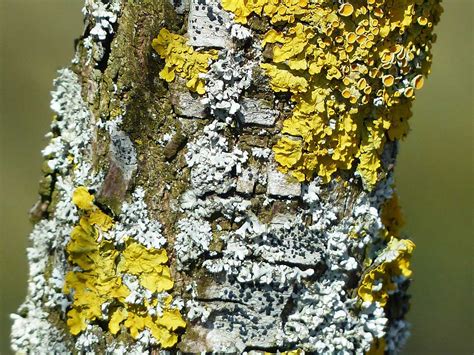 Lichen - Learn About Nature