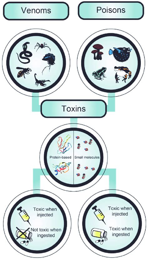 Venomous as well as poisonous animals produce and/or accumulate toxins ...